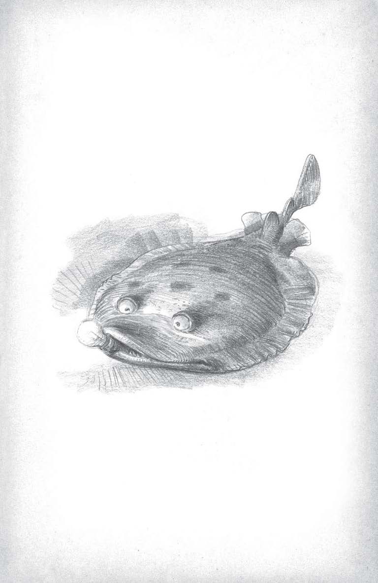 Extrait du Bestiary d'Armel Gaulme.