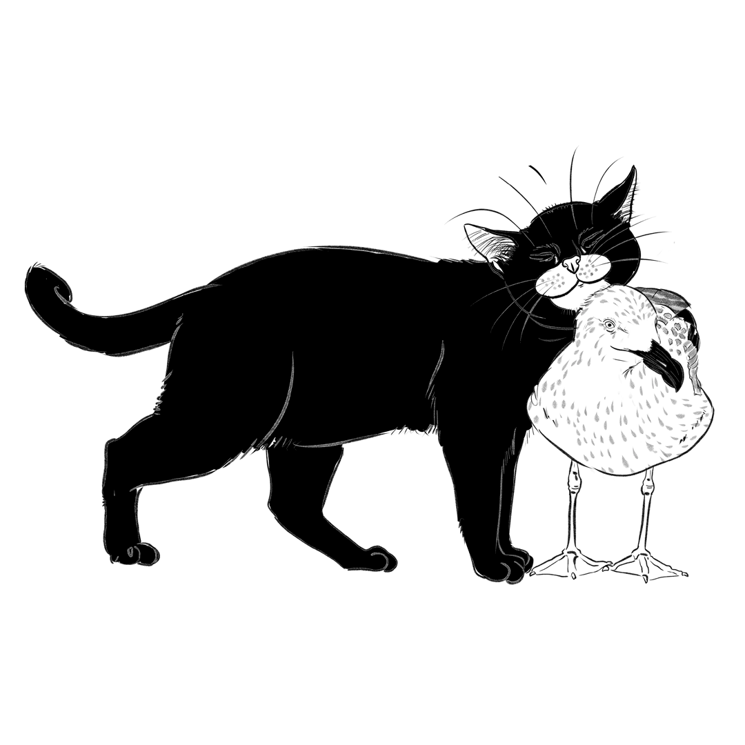 La mouette et le chat